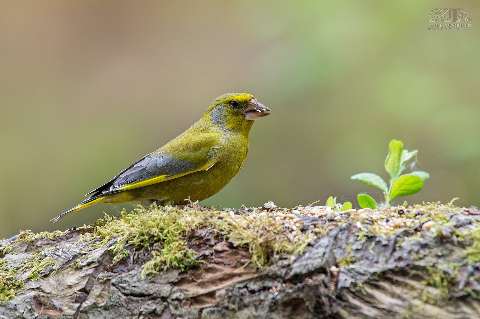 Vogels - Groenling Een mannelijke groenling of groenvink (Greenfinch, Chloris chloris). Stefan Cruysberghs